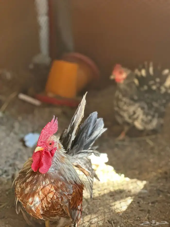 دجاج جبنيز قزم زحفف 9