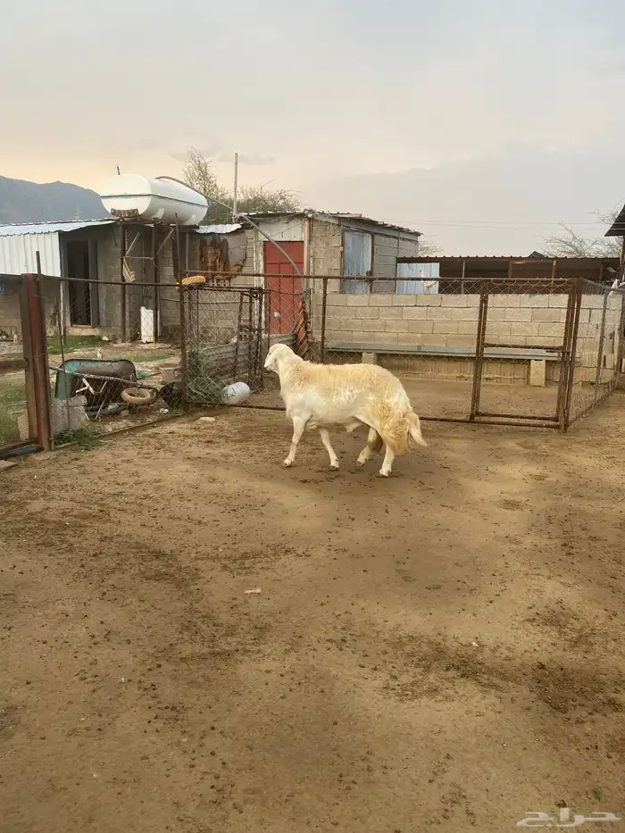 ضان للبيع محايل 6