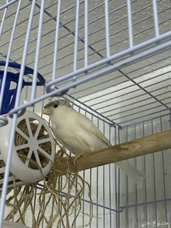 ذكر كناري ابيض كرست بسكوتي 6