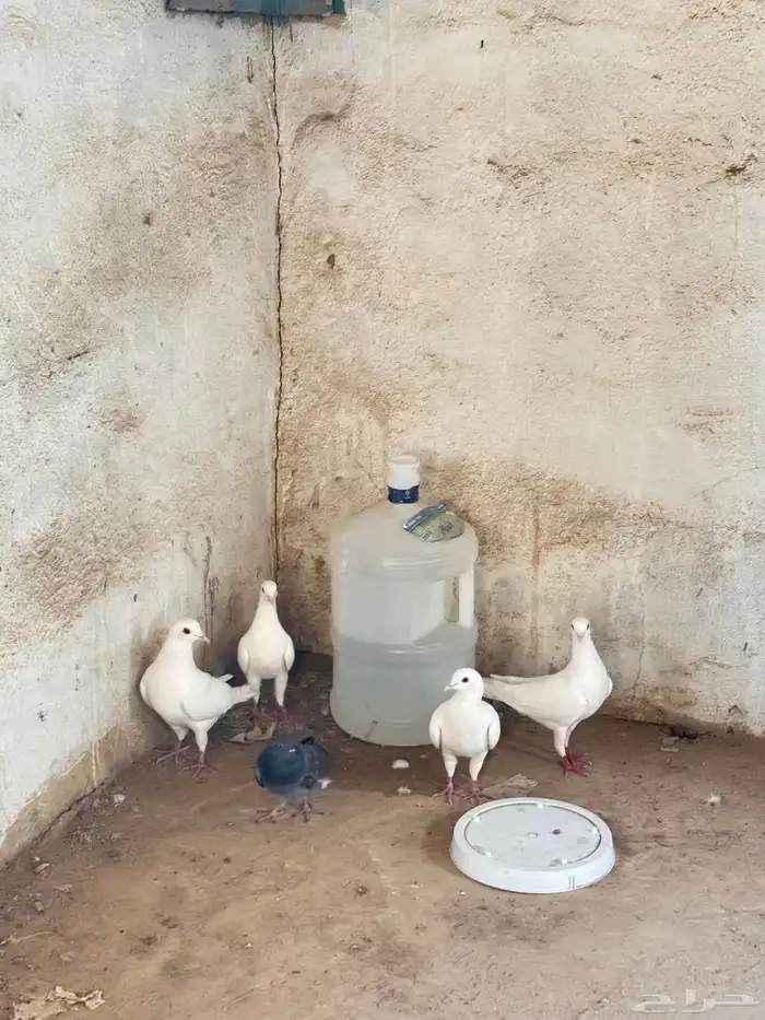 حمام 5 4بيضاء 1سوداء مبيضه 2