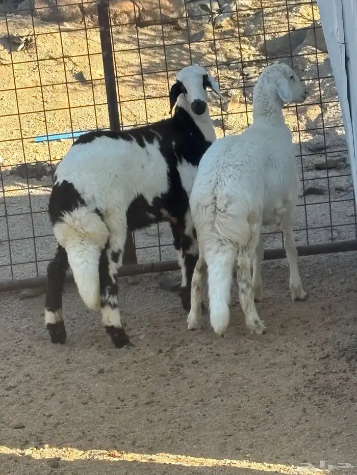 رخال مهجنه تم البيع 1