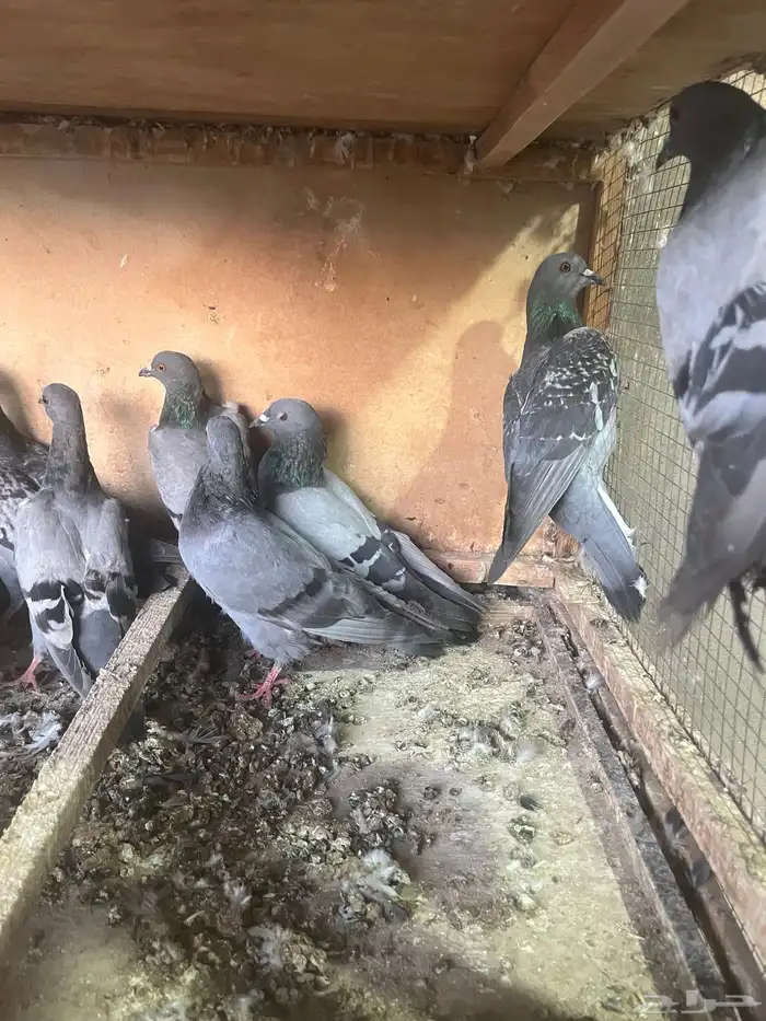 حمام سوادي 0