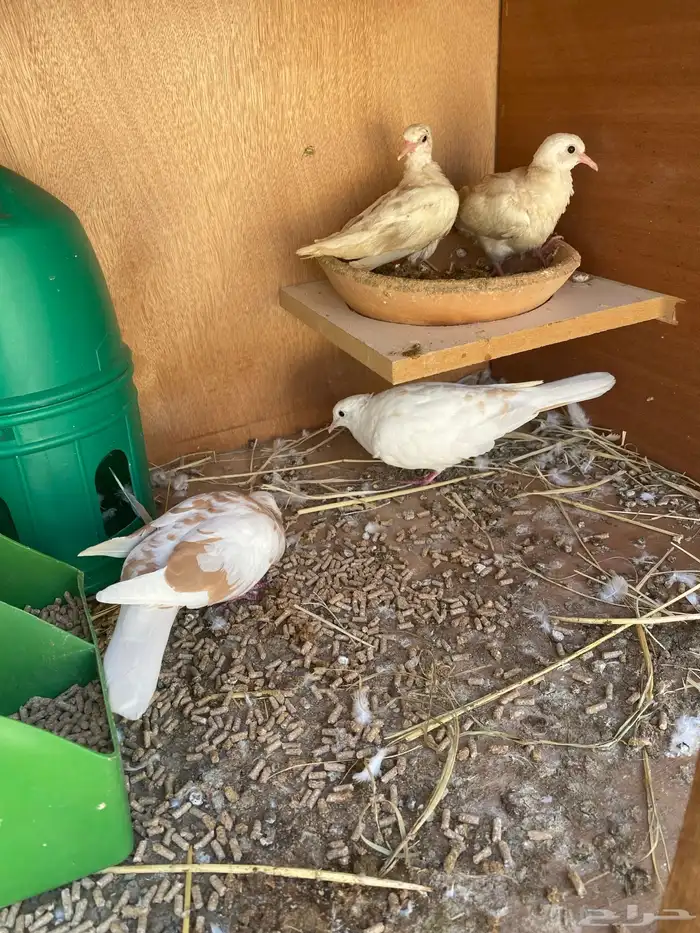 قماري هولندي 0