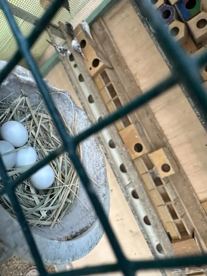 يمام ماسي 8 ازواج 0