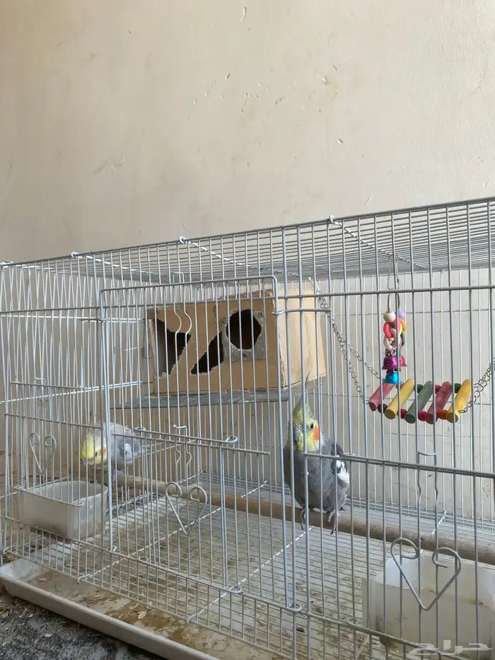 للبيع زوج كروان 1