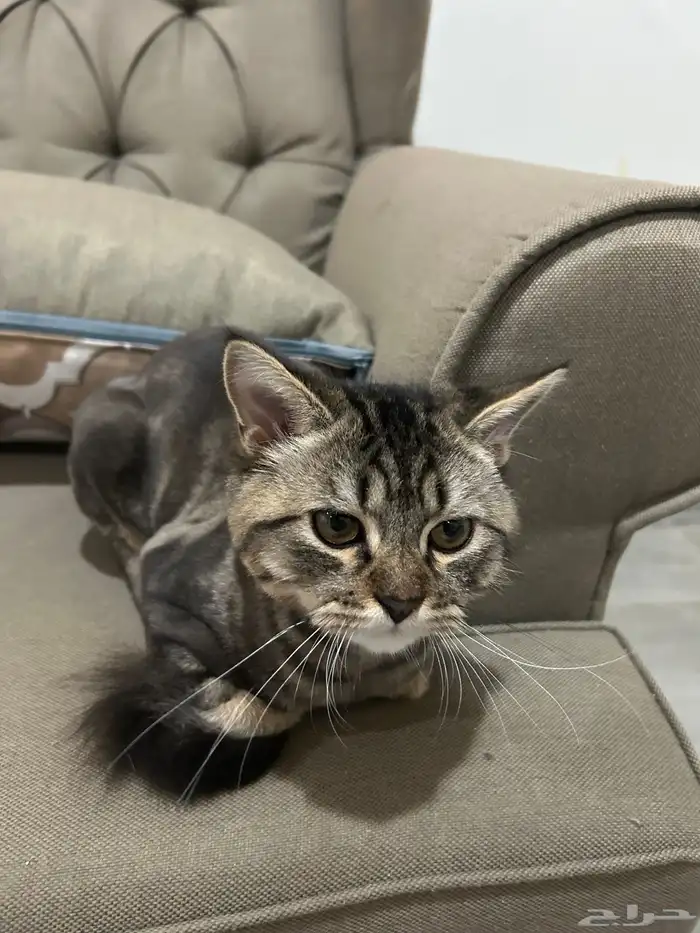 قط ذكر النوع شيرازي العمر 5 شهور أليف يحب العب 2