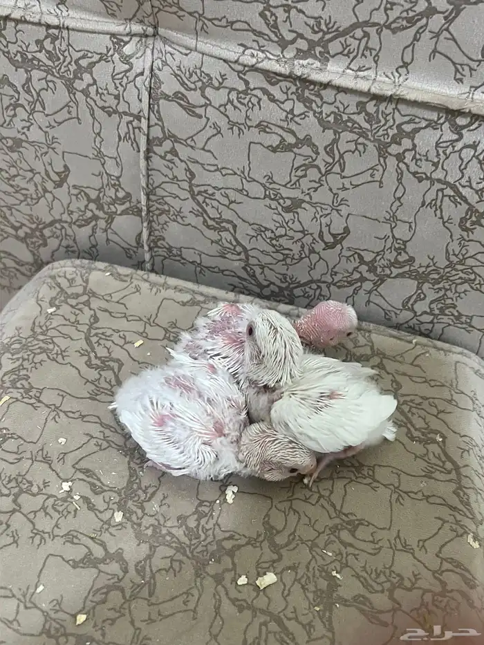 فروخ روز البينو عبون احمر 4