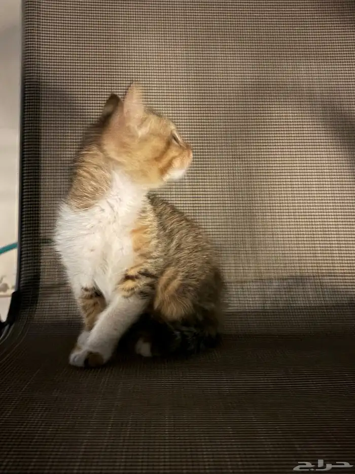 قطه صغيره للتبني 1