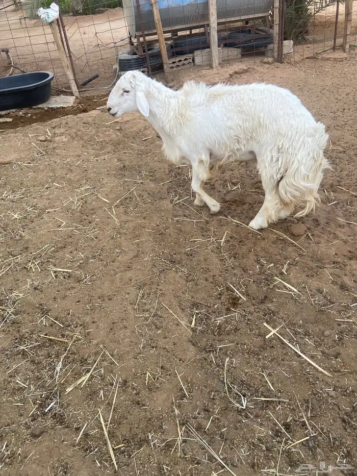 حري فحل للبيع 2