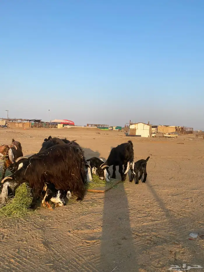 للبيع معزا ولد عوارض طيبه 46