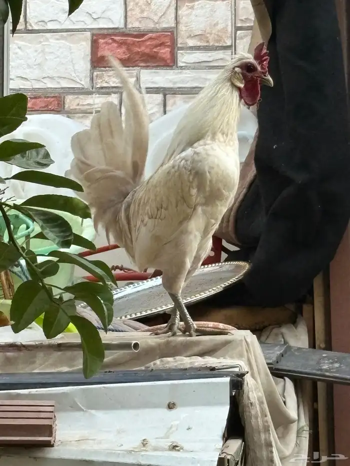 دجاج حباحب 1