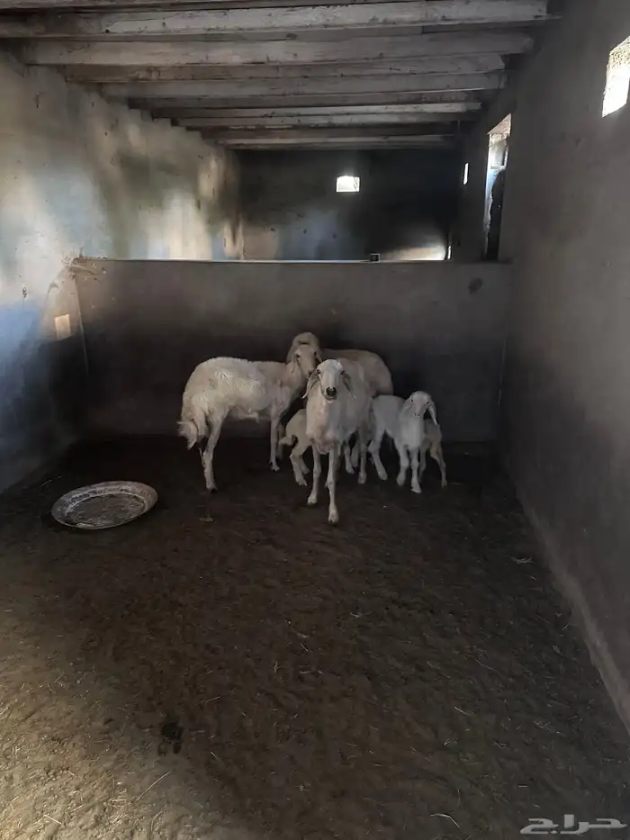 زريبة غنم جاهزه 7