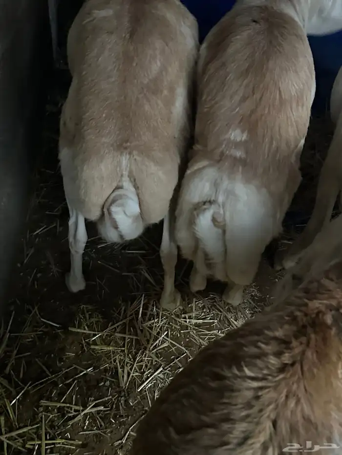 رفيديات جذعان مرآبي 62