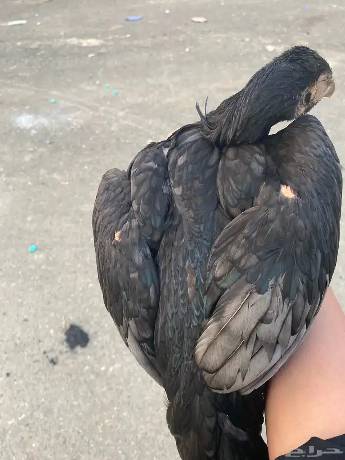 للبيع ذكر سندي 4