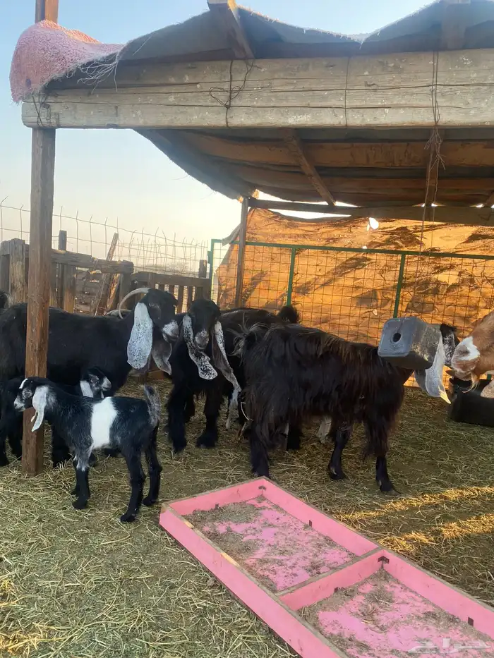 للبيع معزا ولد عوارض طيبه 11