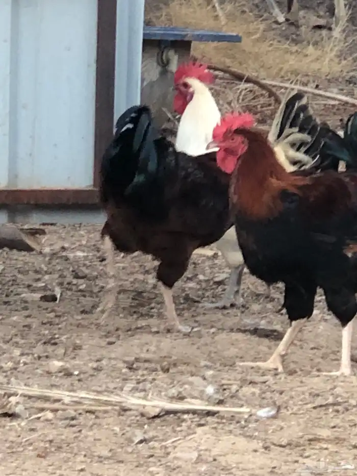 ديكه للبيع 1