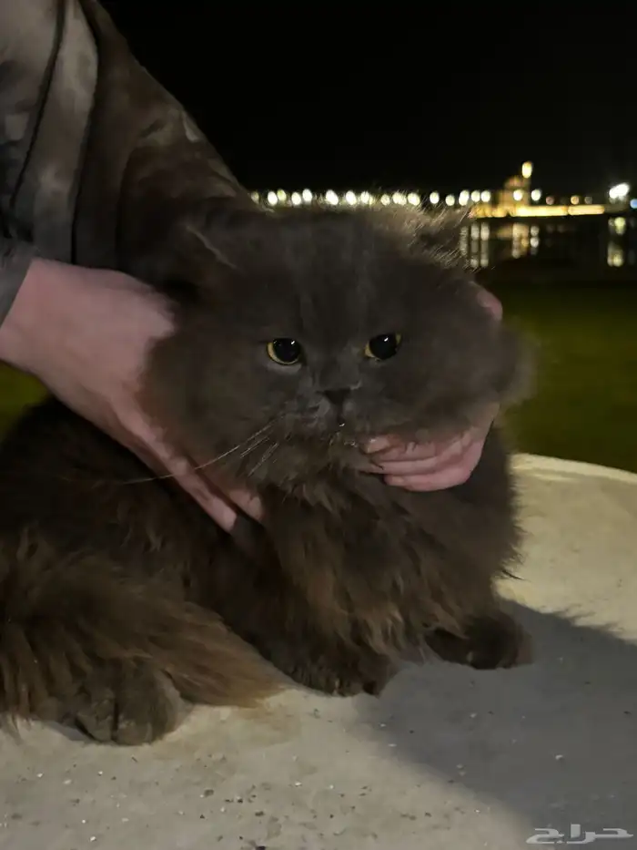 قطه منزل جميلة جدا   للتبني مرميه ب كورنيش البط بالخبر 1