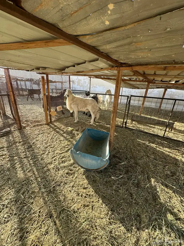 فحل ينسف شرط 0