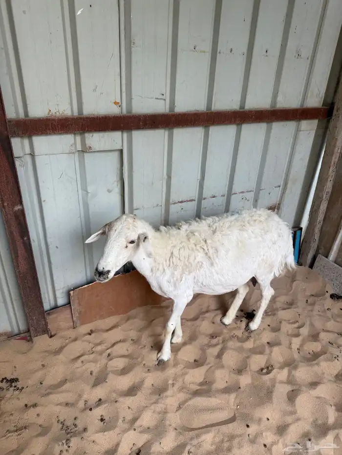 حريه صافه دافع 3شهور شرط على سونار 1