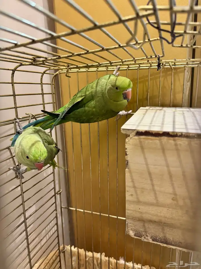 ببغاء الدرة ( زوج ) 1