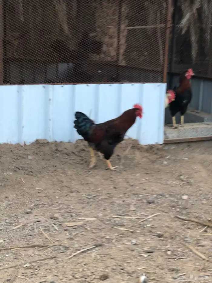 ديكه للبيع 0