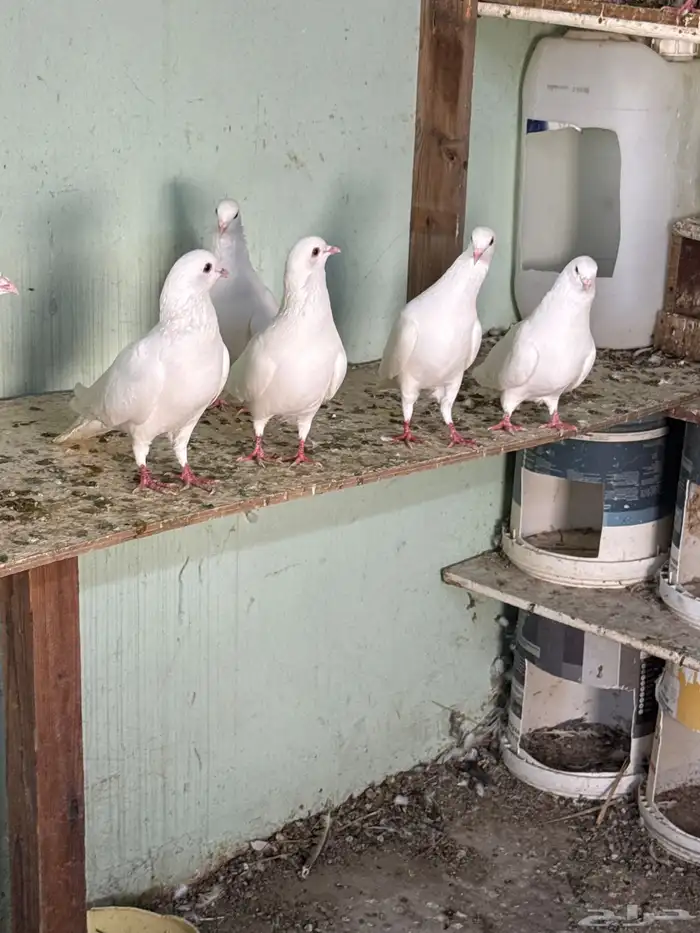 حمام لاحم سوبر جانبو 1