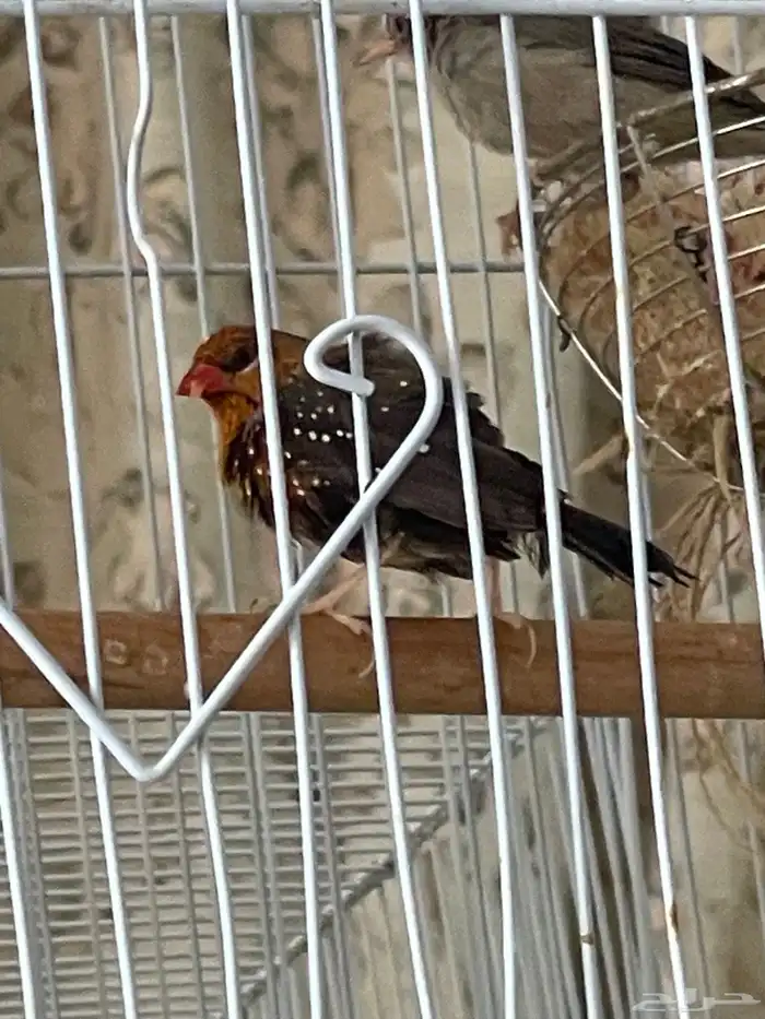 جوز عندليب وجوز زيبرا فراولة 2