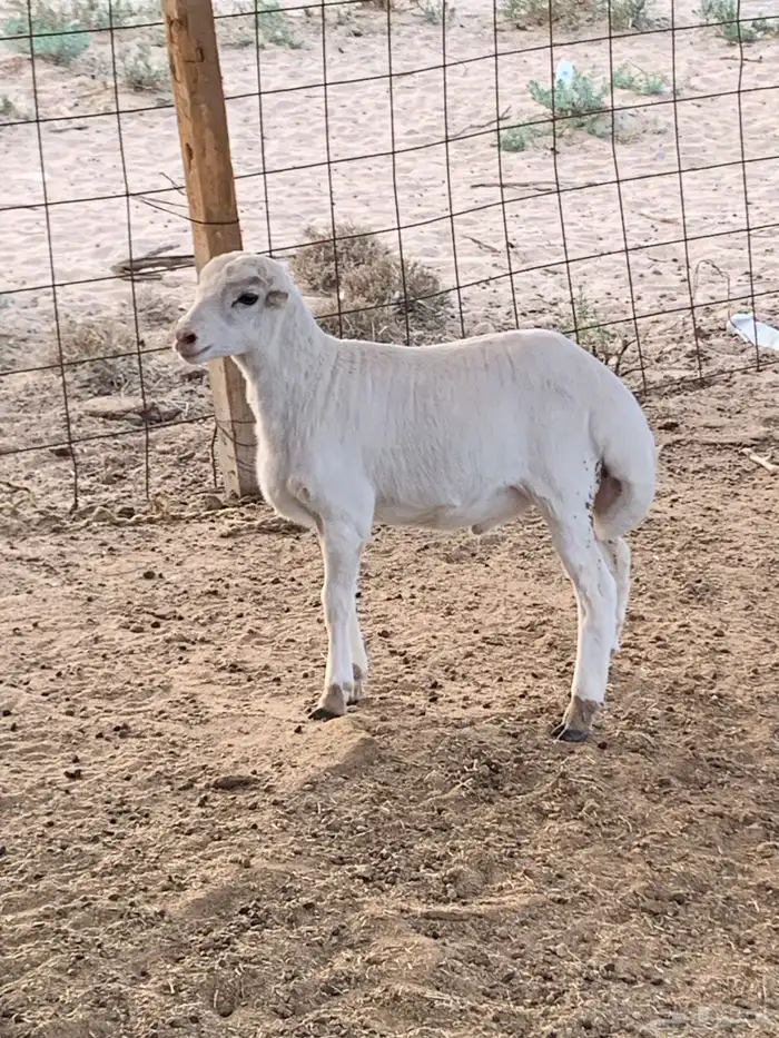 طلي طيب وسمين عمر شهرين 4