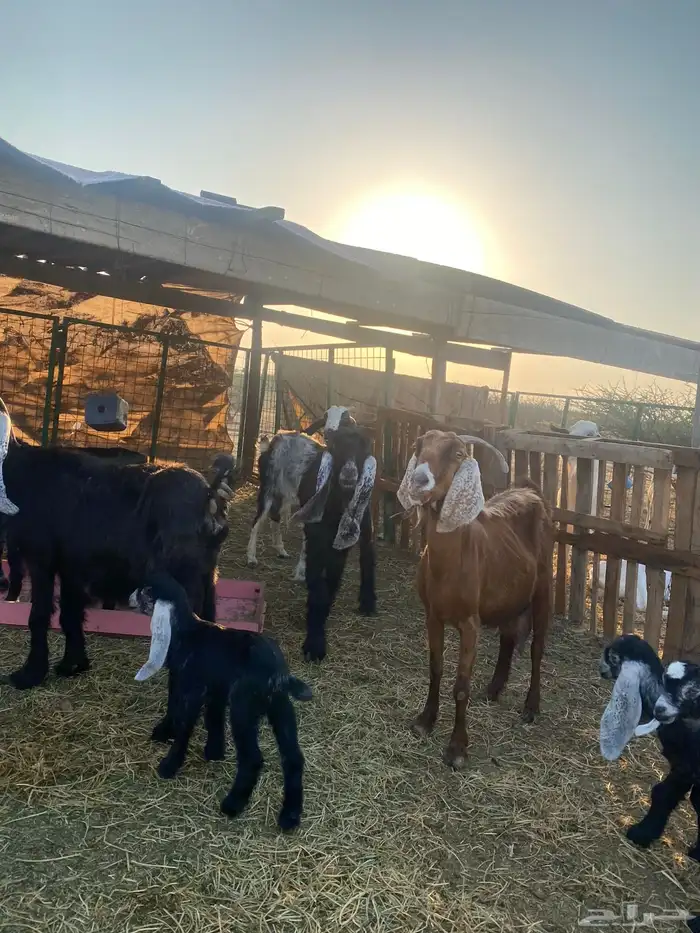 للبيع معزا ولد عوارض طيبه 7