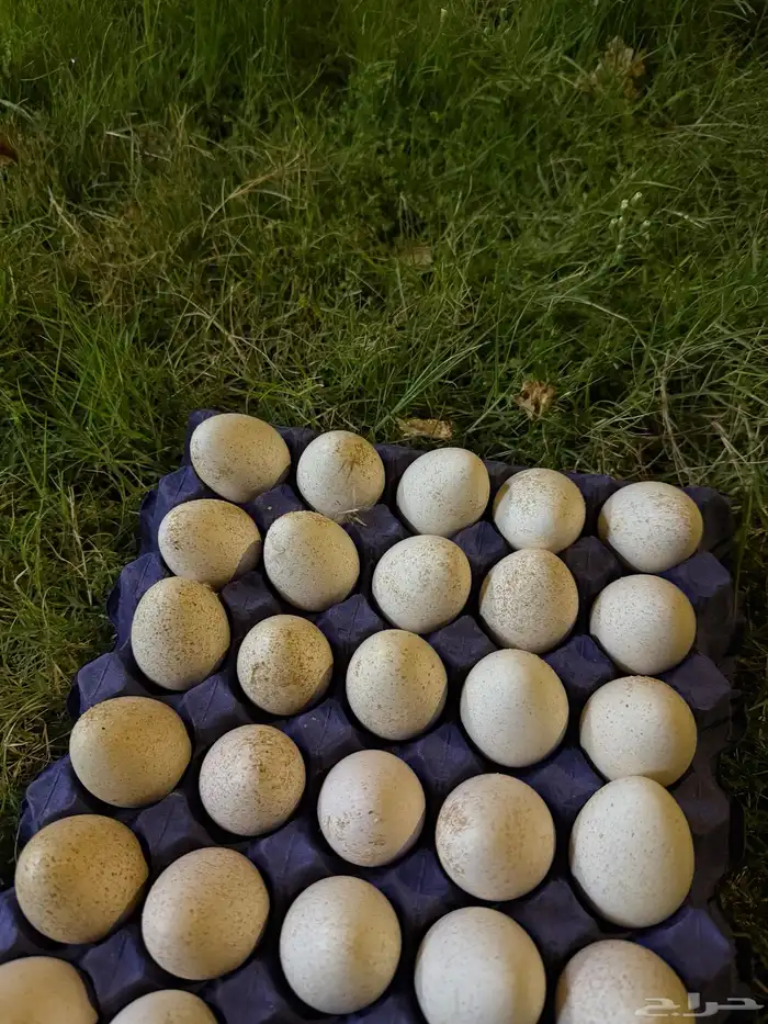 بيض رومي على 130 0