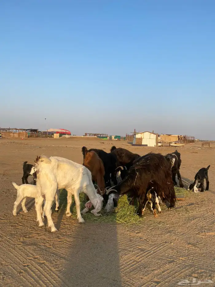 للبيع معزا ولد عوارض طيبه 32