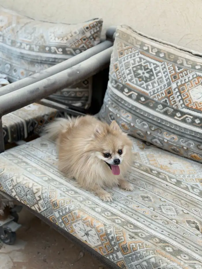 انثى بومرينيان تيدي فيس 4