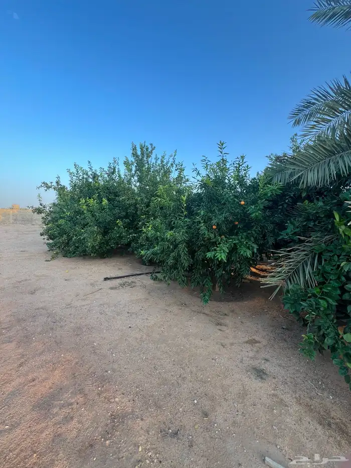 للبيع استراحة ومزرعة بالشقيق 31