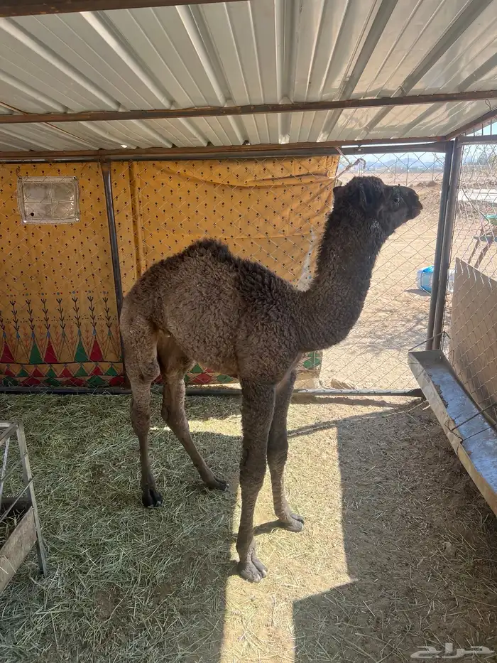 ضيار قعدان 3