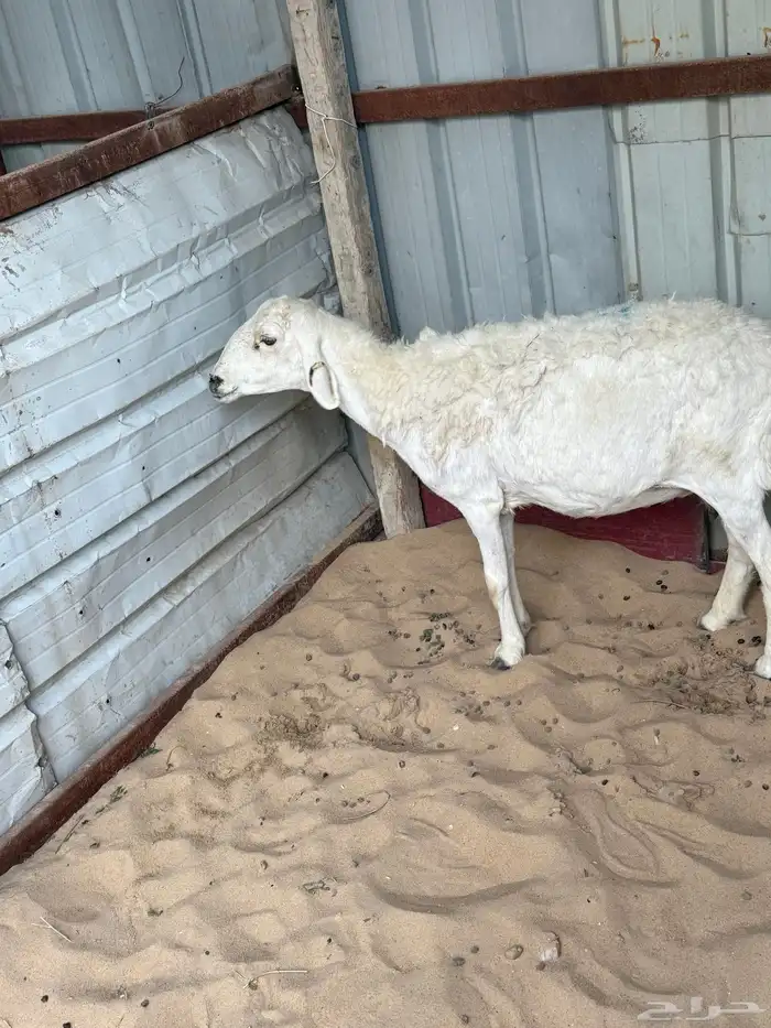 حريه صافه دافع 3شهور شرط على سونار 0