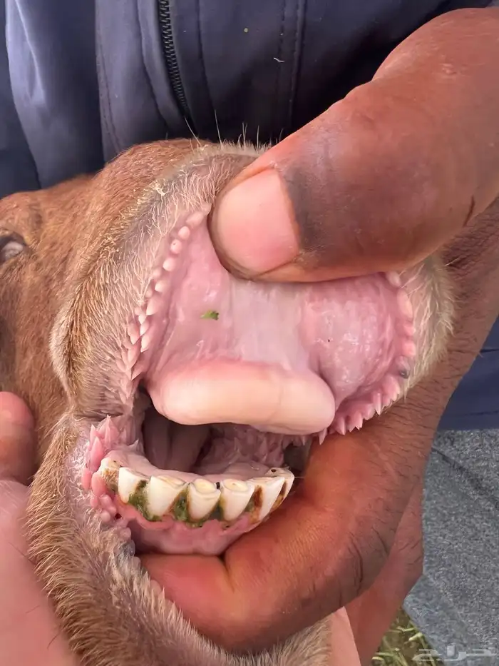 نعجه رغوث معها خروف 0