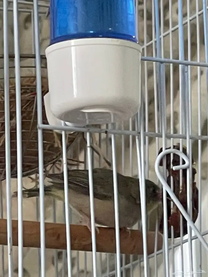 جوز عندليب وجوز زيبرا فراولة 5