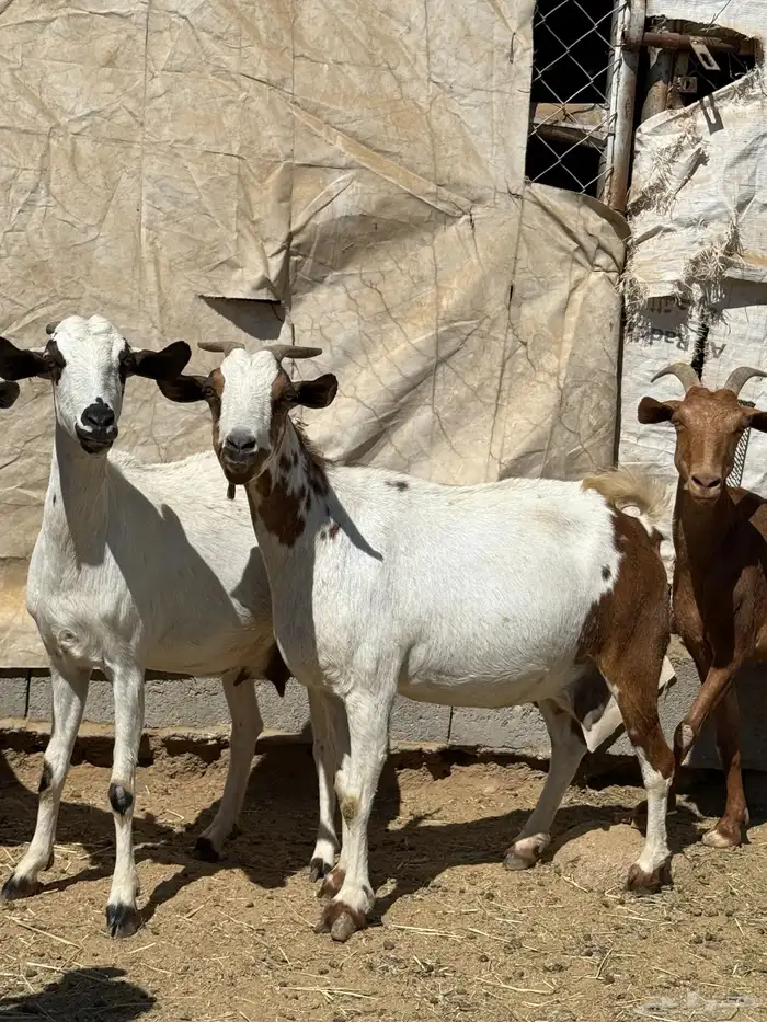 معزى دفع و فيها قرايب حصيب اسنان ( تم البيع ) 1