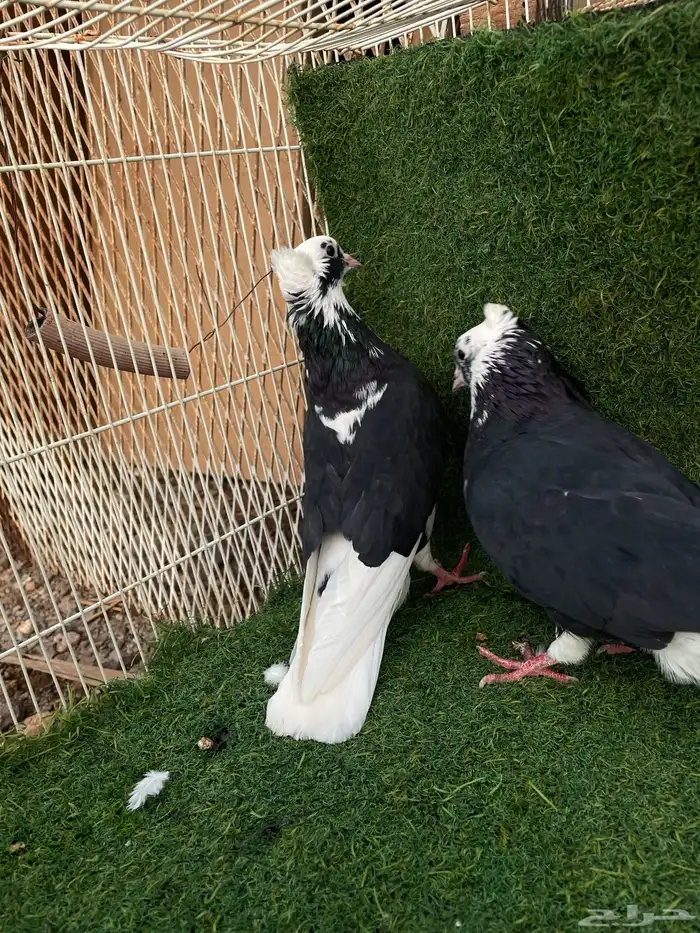 قطيفي هجرسي 3