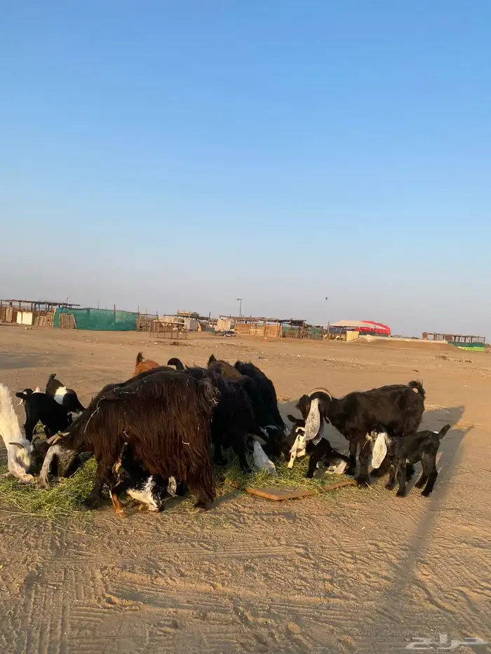 للبيع معزا ولد عوارض طيبه 52