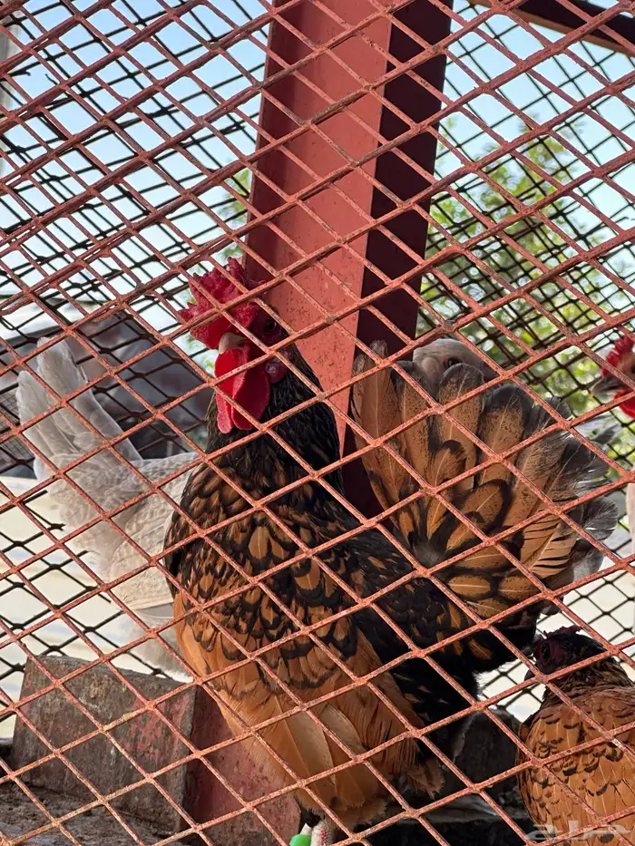 دجاج سبرايت دم صافي 1