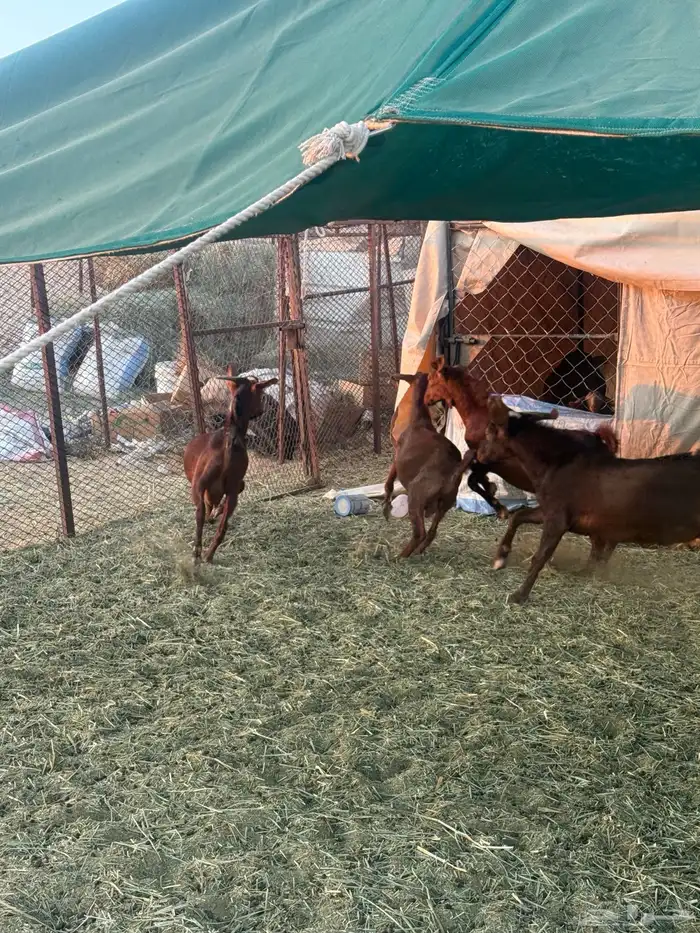 4 تيوس دهم كفو مغلقه 1