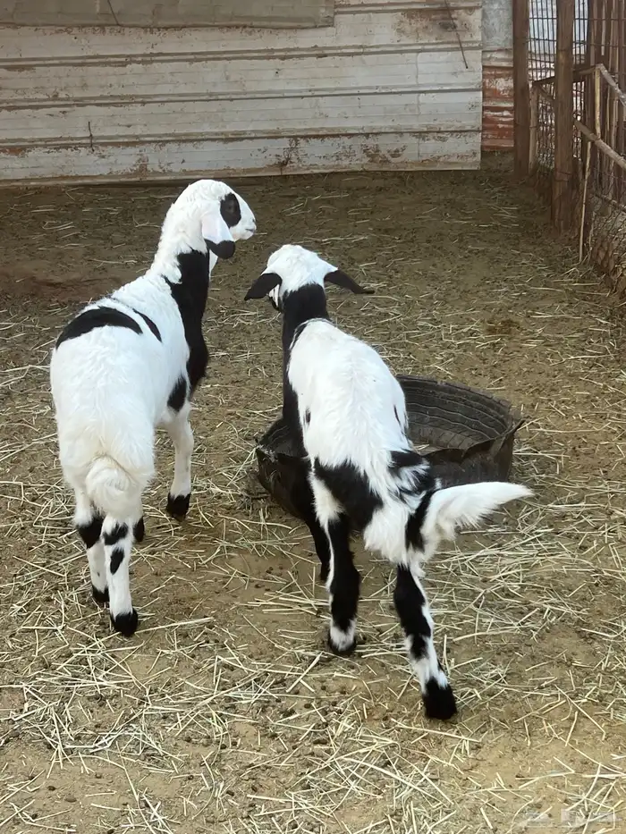 للبيع خروفان اثنين 5