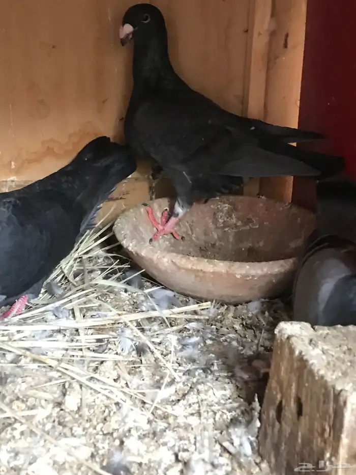 وحشي وهومر وعبسي وبربري 5