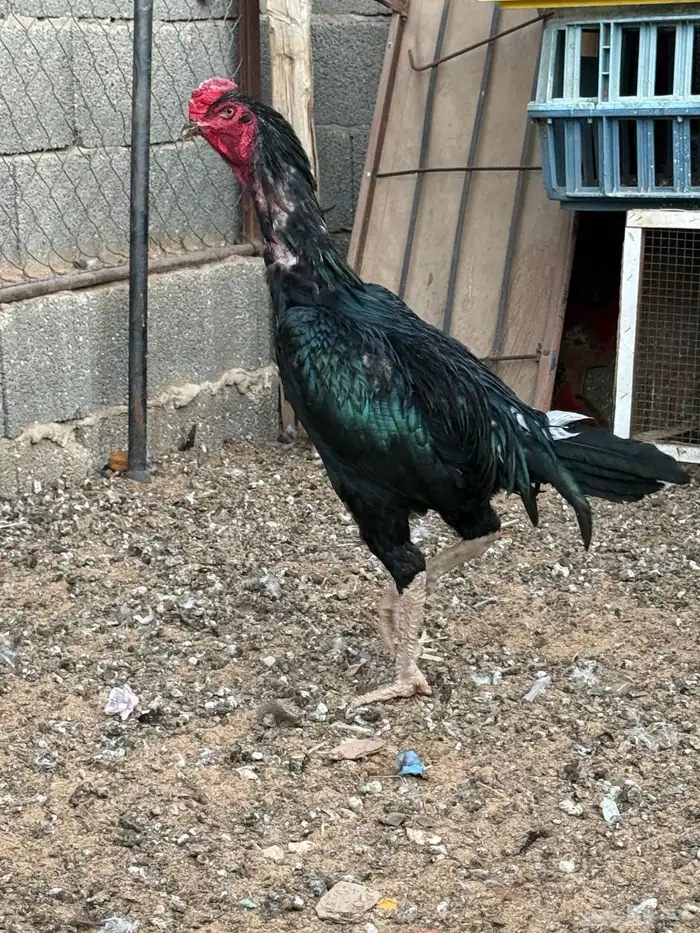 ديك باكستاني سندي 1