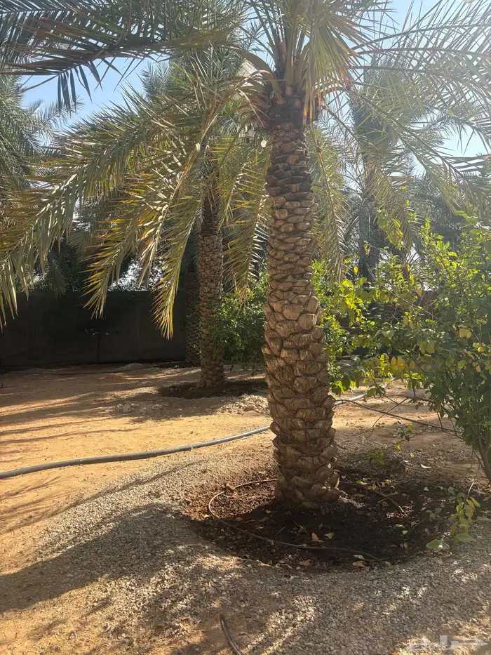 نخل بالمجان لمن يريدها 5