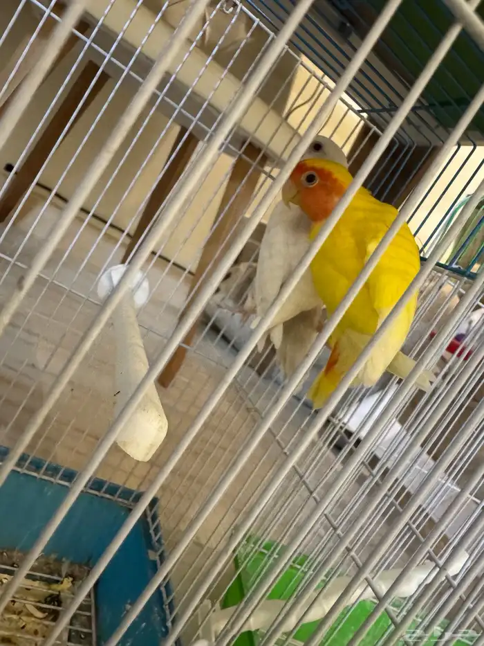 جوزين طيور روز 0