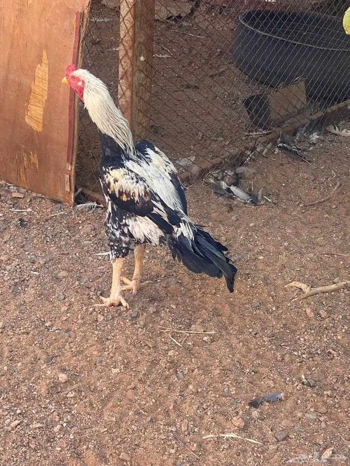 شامو الماني 1