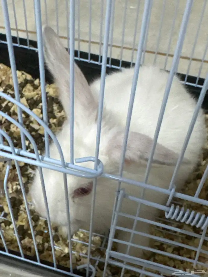 ارنب للبيع 0