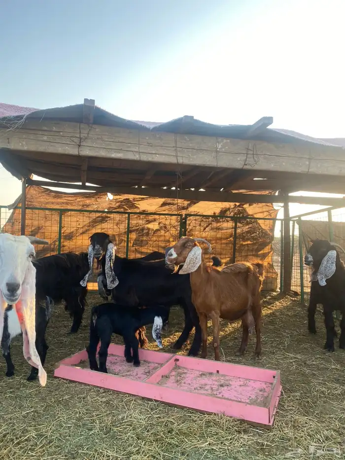 للبيع معزا ولد عوارض طيبه 1